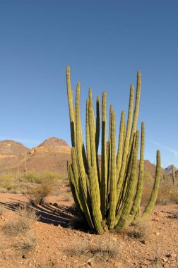 Organ Borusu Kaktüsü, (Stenocereus thuberi), Organ Borusu Kaktüsü Ulusal Anıtı, Arizona, ABD