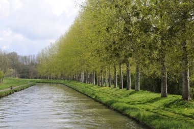 Spring trees on the bank of the Nivernais Canal, Burgundy, France