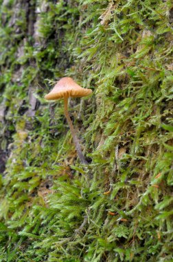 Ağaç gövdesinde yosun içinde büyüyen micena mantarı
