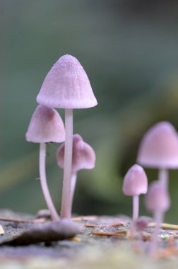 Ölü bir ağaçta yetişen pembe Mycena mantarları.