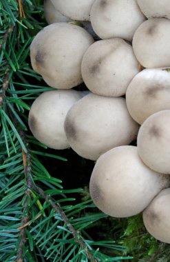 Köknar dallı Armut şekilli Puffballs (Lycoperdon pyriforme) detayları