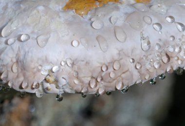 Kırmızı kuşaklı Polypore (Fomitopsis pinicola) su damlalarıyla kapatın