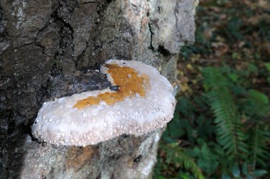 Kırmızı kuşaklı Polypore (Fomitopsis pinicola)