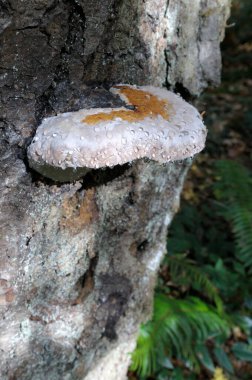 Kırmızı kuşaklı Polypore (Fomitopsis pinicola)