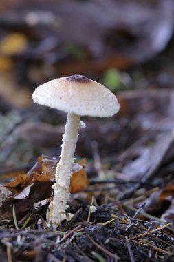 Shaggy-stalked şemsiye (Lepiota clypeolaria) yakın çekim