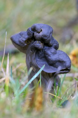 Kara Elf Eyeri (Helvella lacunosa) çimen tarlasında