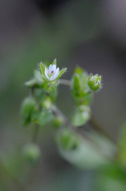 Beyaz çiçek, Cowichan Vadisi, Vancouver Adası, British Columbia, Kanada