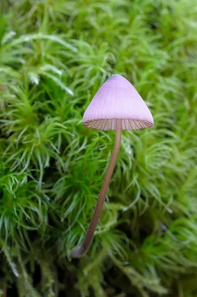 Seta Mycena Translúcida Rodeada Musgo —  Fotos de Stock