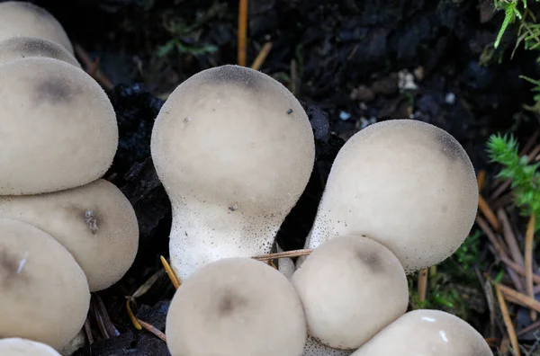 Puffball Forma Pera Lycoperdon Pyriforme —  Fotos de Stock