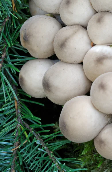 Detail of Pear-shaped Puffballs (Lycoperdon pyriforme) with fir branches