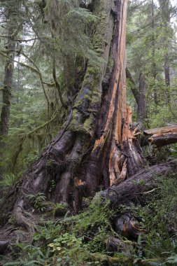 Eski sedir ağacı, Yağmur Ormanı Patikası, Pasifik Kıyısı Ulusal Parkı, Vancouver Adası, British Columbia, 