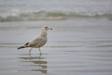 Sea gull walking on Chesterman Beach, Tofino, Vancouver Island, British Columbia, Canada