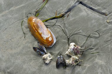 Razor clam, mussels and barnacles on the sand at Chesterman Beach, Tofino, Vancouver Island, British Columbia, Canada clipart