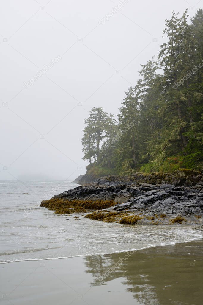 Trees in the mist above Florencia Beach, Pacific Rim National Park, Vancouver Island, British Columbia, Canada