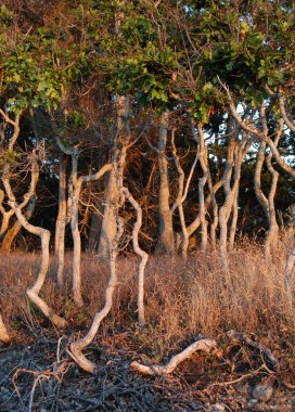 Gün batımında Gnarled Oak ağaçları, Lahana Adası, Britanya Kolombiyası