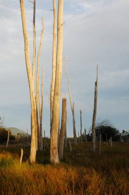 Ölü ağaç gövdeleri, Lahana Adası, İngiliz Kolombiyası