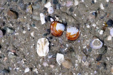 Kumdaki deniz kabukları, Lahana Adası, İngiliz Kolombiyası
