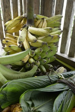 Muzlar olgunlaşıyor, Ekvador Amazon 'unda Sani Adası' ndaki Kichwa halkı.