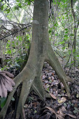 Ormandaki büyük incir ağacı, Amazon Havzası, Ekvador, Ekvador