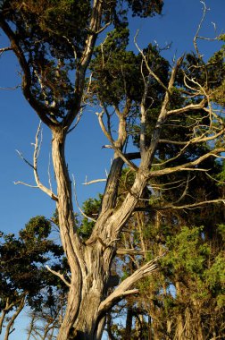 Gnarled tree, Cabbage Island, British Columbia