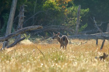 Küçük geyik yiyen otlar, Lahana Adası, İngiliz Kolombiyası