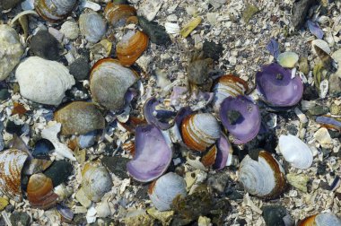 Deniz alçalınca soyut kabuklar, Lahana Adası, İngiliz Kolombiyası