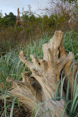 Eski ağaç kütüğü, Lahana Adası, İngiliz Kolombiyası