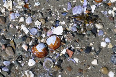 Kumdaki deniz kabukları, Lahana Adası, İngiliz Kolombiyası