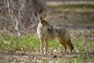 Yalnız çakal (Canis latrans) çimlerin üzerinde duruyor. Scotty 'nin Kalesi, Ölüm Vadisi, Kaliforniya