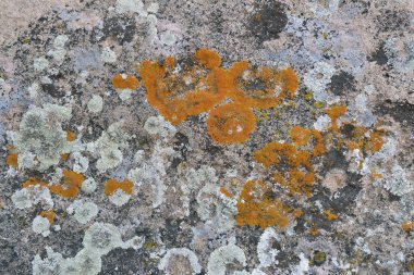 Titus Kanyonu 'nda Lichens, Ölüm Vadisi, Kaliforniya