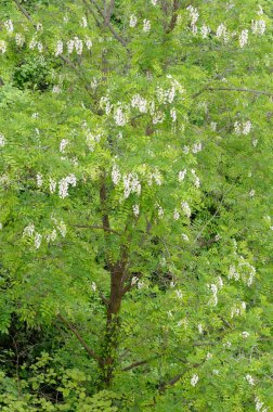 Çiçek açan ağaç, Roussillon, Vaucluse, Provence-Alpes-Cote d 'Azur, Fransa