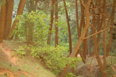 Ağaç gövdeleri kırmızı toprak tozuyla kaplı, Sentier des Ocres, Roussillon, Vaucluse, Provence-Alpes-Cote d 'Azur, Fransa