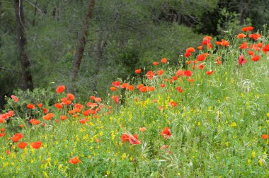 Roussillon, Roussillon, Vaucluse, Provence-Alpes-Cote d 'Azur, Fransa sınırındaki tepelerde yabani gelincikler.