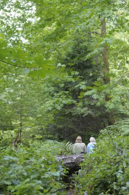 Yürüyüş yolu boyunca yemyeşil bitki örtüsü, Wallace Adası, Körfez Adaları, Britanya Kolumbiyası, Kanada