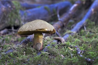 Ormanın zemininde büyük bir mantar