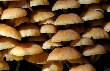 Küçük kahverengi mantarların soyut makro fotoğrafı