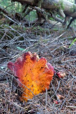 Köknar ağacı iğneleriyle çevrili ıstakoz mantarı (Hypomyces lactifluorum)
