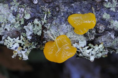 Turuncu Jöle (Dacrymyces palmatus)