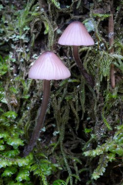 Küçük pembe mantarlar yosunlu bir gövdede