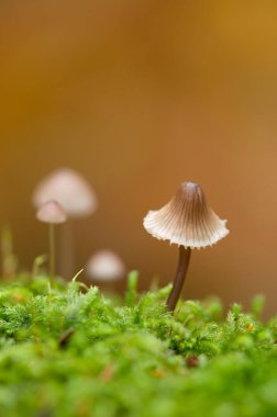 Küçük Mycena mantarlarını kapat.