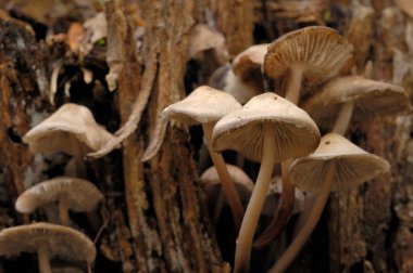 Çürüyen bir kütükte küçük kahverengi mantarlar.