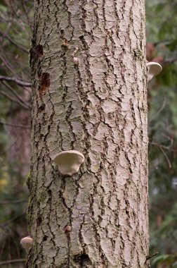 Ölü bir ağaç gövdesinde büyüyen kırmızı kuşaklı poliporlar (Fomitopsis pinicola)