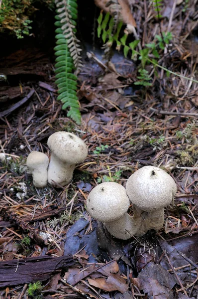 Gem Studded Puffball Lycoperdon Perlatum — стоковое фото