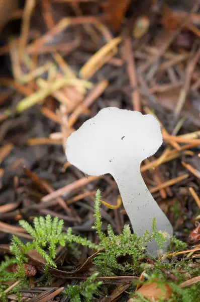 Зубчатый Желейный Грибок Pseudohydnum Gelatinosum Лесной Поляне — стоковое фото