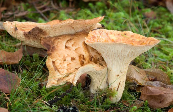 Yünlü Chanterelle (Gomphus floccosus)) 