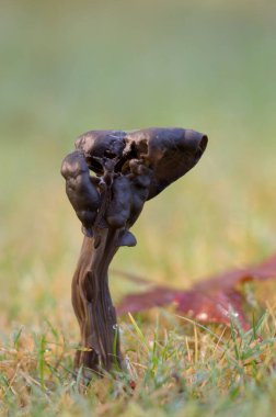 Kanatlı Kara Elf eyeri (Helvella lacunosa)
