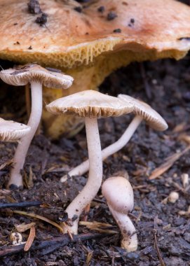 Topraktan çıkan küçük solungaçlı mantarlar.