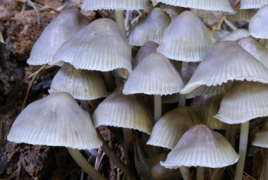 Mycena galericulata mantarlarını kapatın.