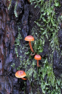 Küçük turuncu mantarlar eski bir yosun ağacına yapışmış.