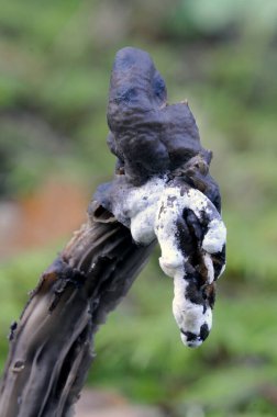 Kanatlı Kara Elf eyeri (Helvella lacunosa)